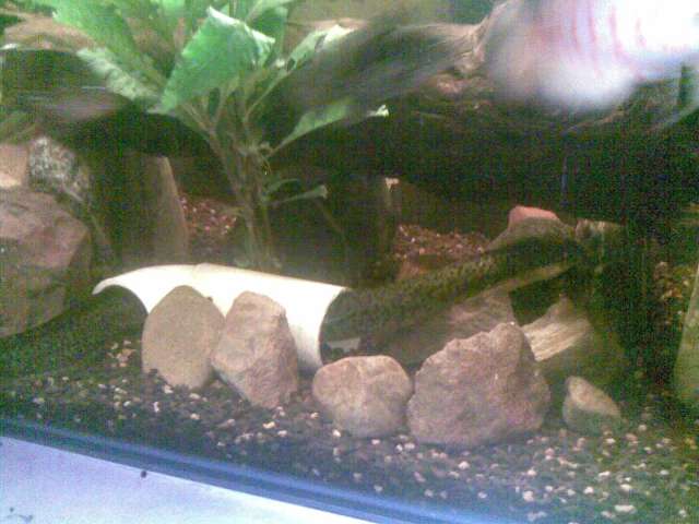 My eel when he was smaller