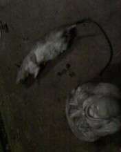 Dead rat 