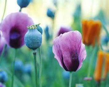 Flower 1