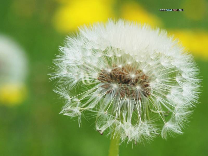 Flower 2