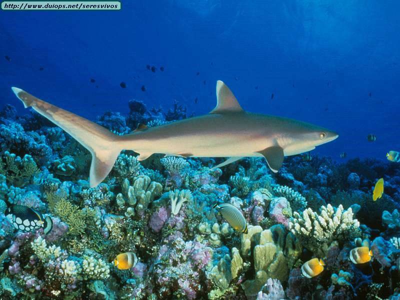 Uk reef