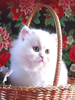 Basket-ca
