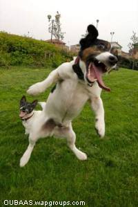 Mad dog
