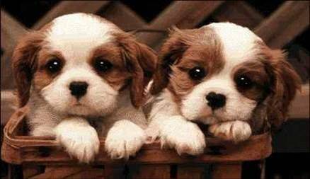 Friends