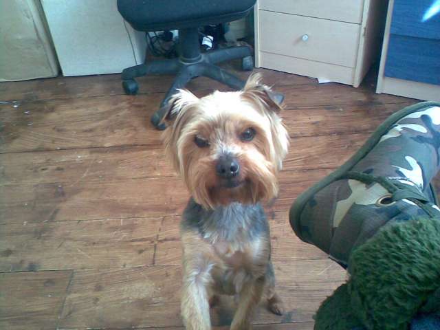 benji dog