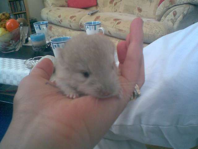 titch