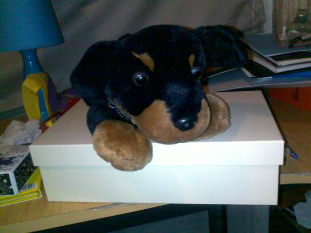 my roitwieler teddy... cuddles