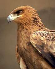 eggle