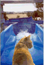 funny cat!!!