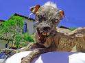 sam the ugly dog hehe