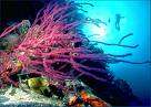 TUBBATAHA REEF