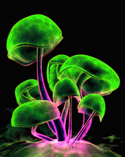 mashroom bunch