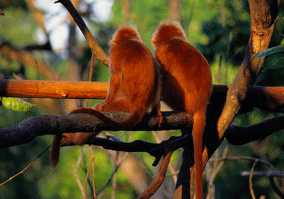 ani-2monkey