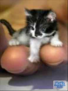 So cute a