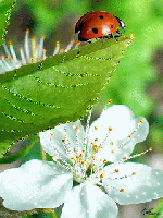 Ladybug & White Flow