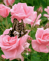 Butterfly On Pink Ro