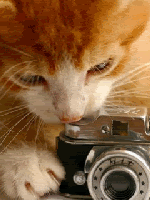 Cat Camera
