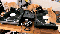 Music Kittens