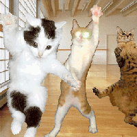 Dance Studio Cats