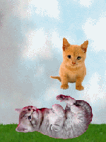 Kitten Games