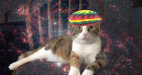 Reggae Space Cat
