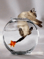 Cat In A Goldfish Bo