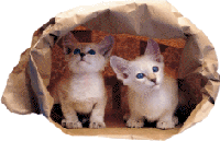 Kittens In Paper Bag
