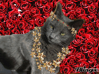 Princess Cat In Rose