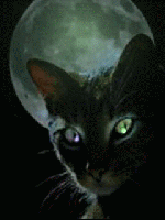 Moonlit Black Cat