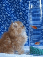 Kitten & Goldfish Bo