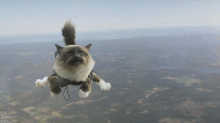 Skydiving Cat