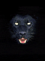 black cat,gif