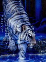 Blue Tiger.gif