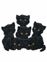 6 cats.gif