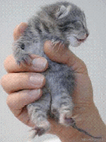 Cat in hand.gif