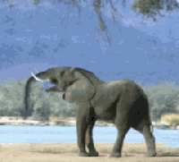 elephant brust