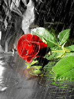 rose in rain