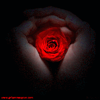 Red Rose in Hand