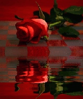 Rose on d ground