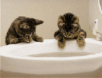 Naughty Kittens