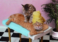 Cat Getting A Massag