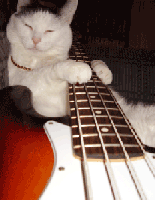 Kitty playing Guitar