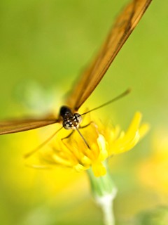 visitor