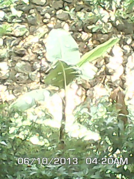 visitor