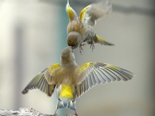 visitor