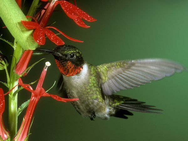visitor