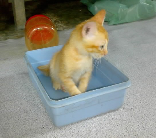 visitor