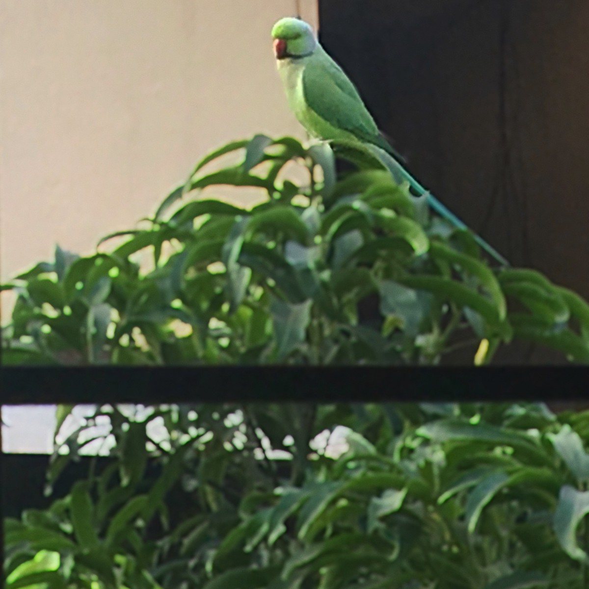 visitor