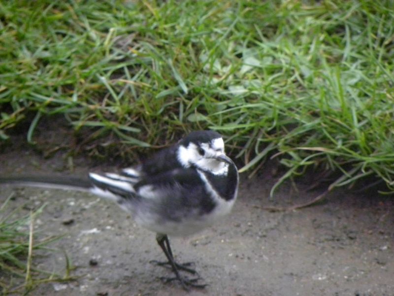 visitor
