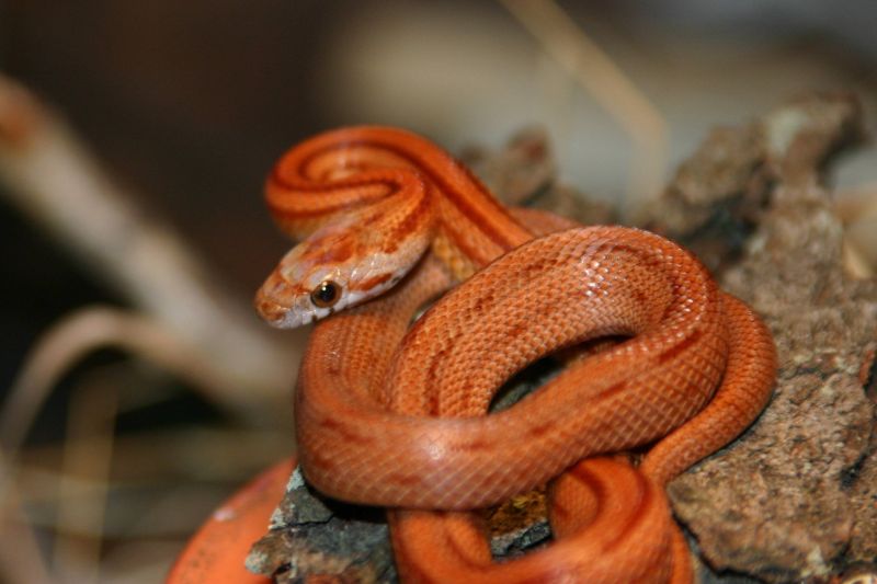 visitor